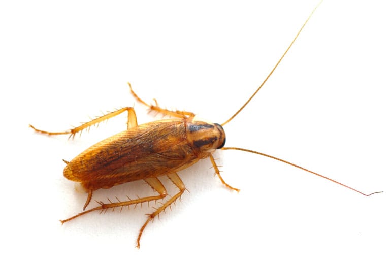 running cockroach isolated on white