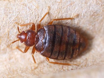 Close up cimex hemipterus on corrugated recycle paper