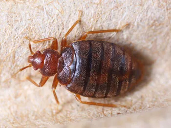 Cimex hemipterus Close up cimex hemipterus on corrugated recycle paper